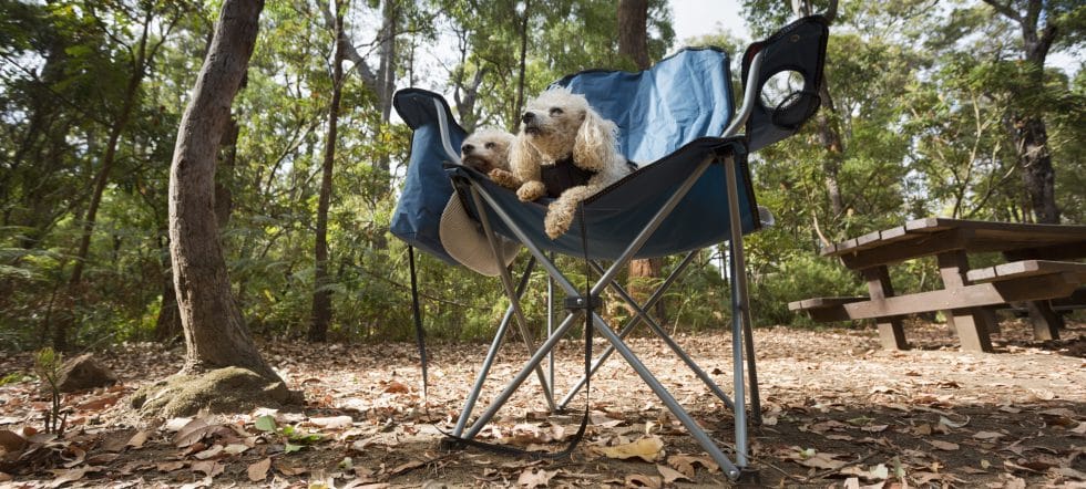 Dog Friendly Campgrounds Sunshine Coast